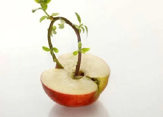 食用常识|苹果发芽了可以吃吗