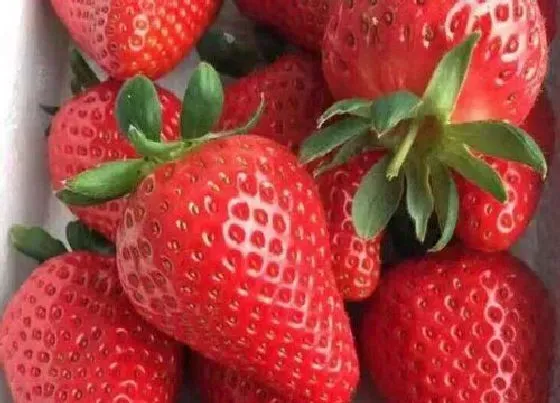 果实科普|介绍巧克力草莓是什么品种（巧克力奶油草莓产地是哪里）