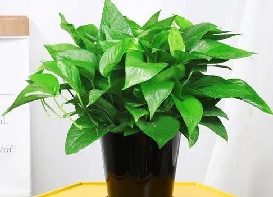 摆放常识|家里适合放什么植物
