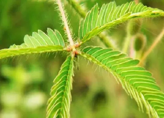 植物修剪|含羞草徒长怎么办