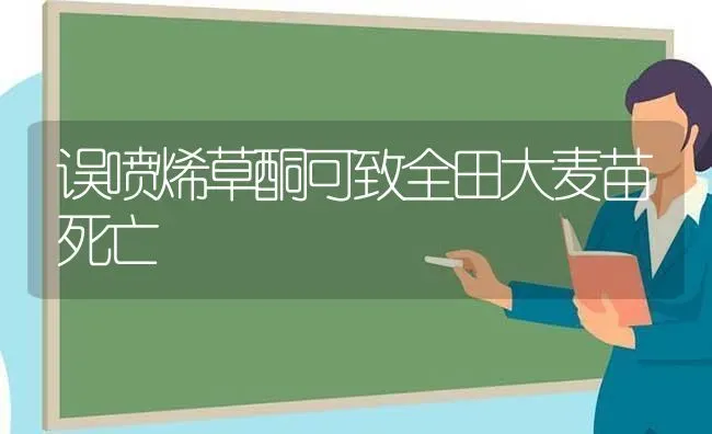 误喷烯草酮可致全田大麦苗死亡 | 粮油作物种植