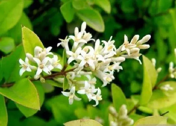 植物百科|大叶黄杨开花吗 开花什么样子