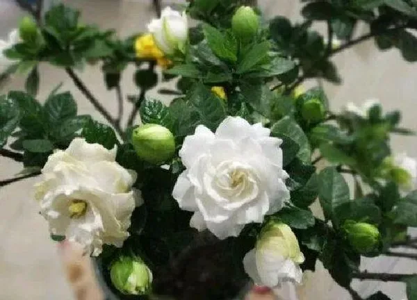 植物浇水|栀子花冬天怎么浇水 冬季浇水方法