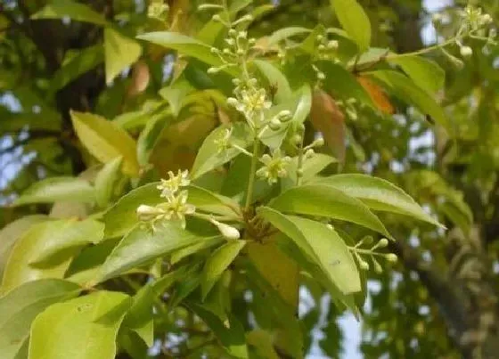 植物种类|肉桂是裸子植物吗