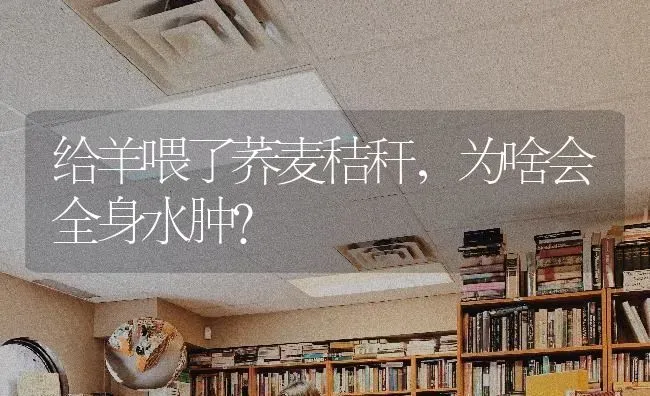 给羊喂了荞麦秸秆，为啥会全身水肿？ | 粮油作物种植