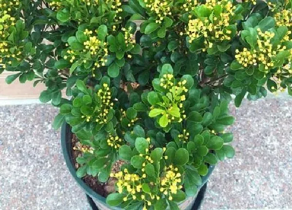 植物浇水|发酵水果皮适合浇什么花