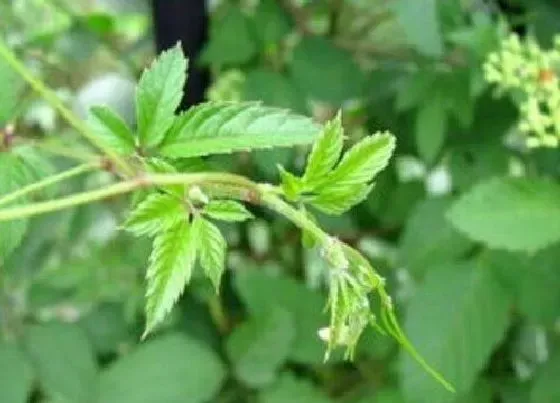 植物种类|藤茶和绞股蓝是一种植物吗