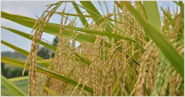 水稻黑条矮缩病症状及防治指南 | 种植病虫害