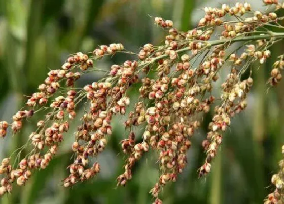 植物播种|高梁什么时候播种合适