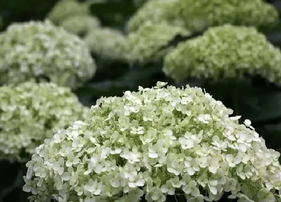 植物百科|绣球花冬天开花吗