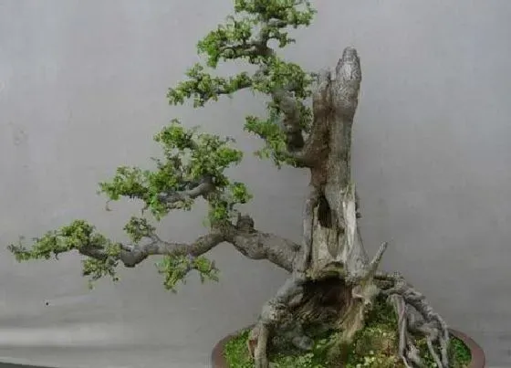 种植管理|榆木的生长周期是多长时间