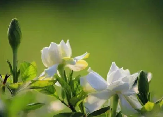 开花时间|栀子花四季开花吗