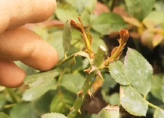 植物修剪|盆栽月季怎么修剪方法