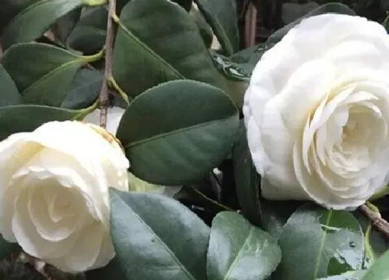 花语|白色山茶花花语及代表意义