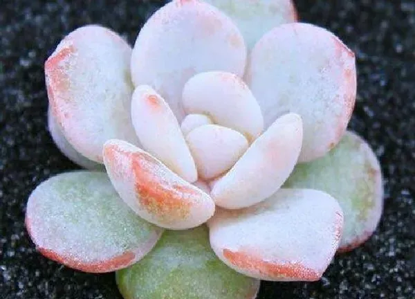 养殖科普|雪莲多肉好养吗 养殖方法和养护要点