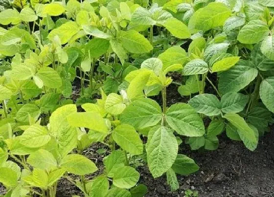 种子|黑农84大豆品种简介（黑农84种植密度及栽培技术）