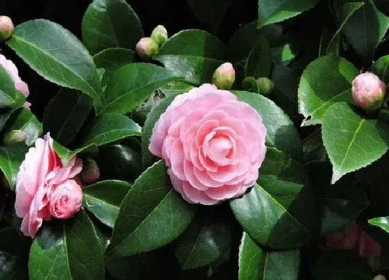 种植土壤|茶花可以地栽吗