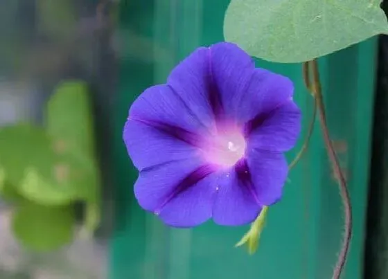 花朵|牵牛花的特点和外形、颜色 牵牛花样子特征介绍