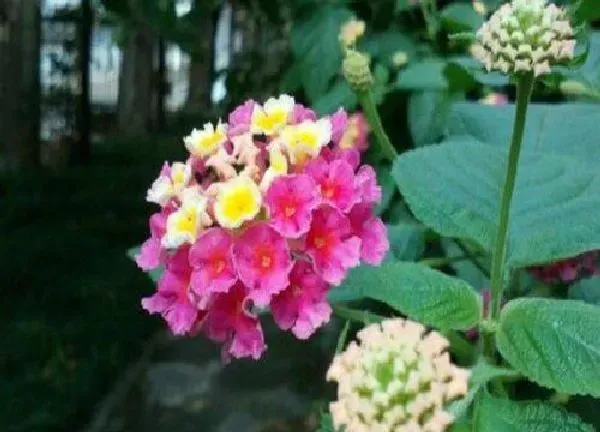 养殖方法|如意花怎么水养