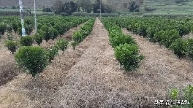 喷药|果园除草用什么除草剂不伤根（使用什么除草剂安全又高效）
