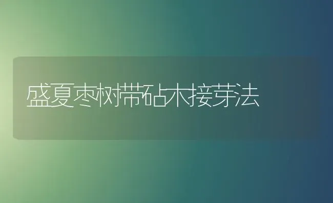 盛夏枣树带砧木接芽法 | 瓜果种植