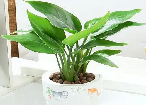 植物种类|客厅放什么植物旺财而且全家身体好（镇宅招财的风水植物）