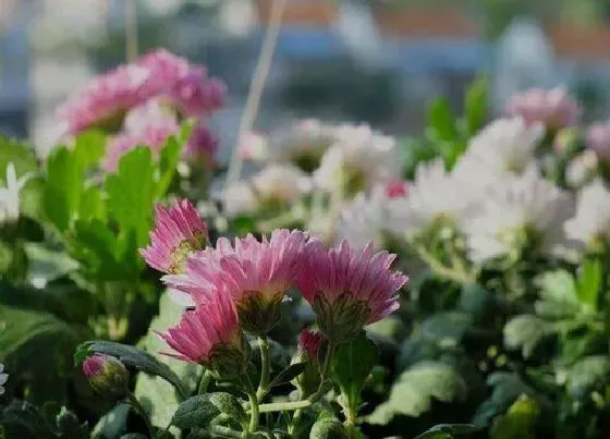 植物修剪|夏菊怎么修剪方法