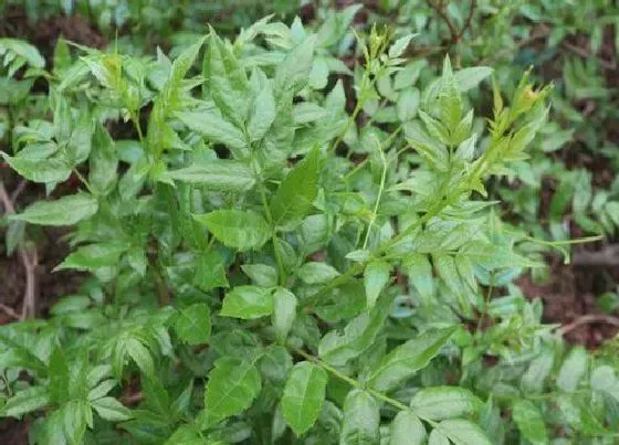 植物种类|藤茶和绞股蓝是一种植物吗