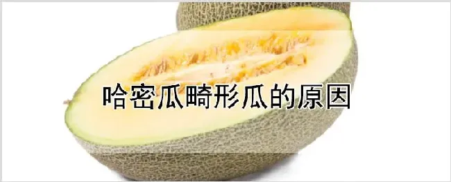哈密瓜畸形瓜的原因 | 农业技术