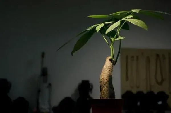 植物浇水|发财树可以浇啤酒吗 浇啤酒水正确方法
