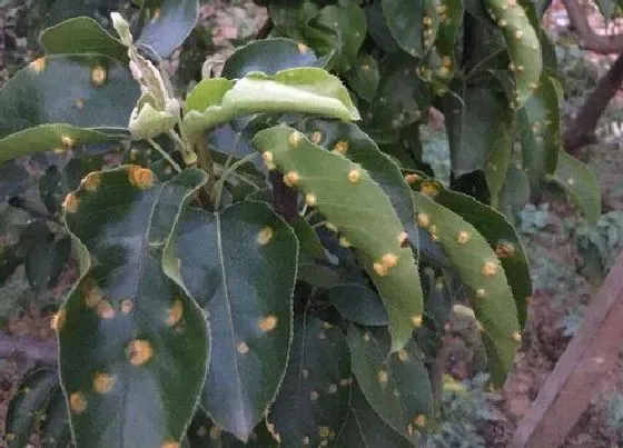 植物病害|李子炭疽病发病原因及治疗方法