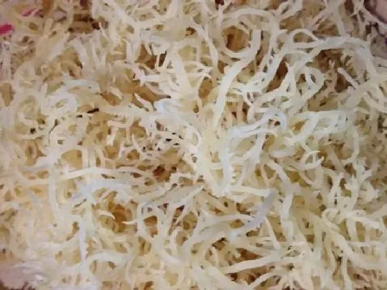 植物百科|石花菜是什么植物类别 属于什么科植物