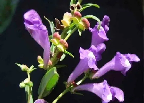 种植管理|黄芩几月份种植合适