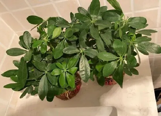 种植管理|鸭脚木耐旱吗