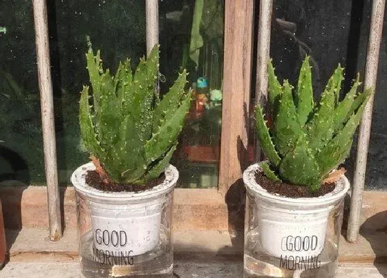 摆放常识|家里能种芦荟吗