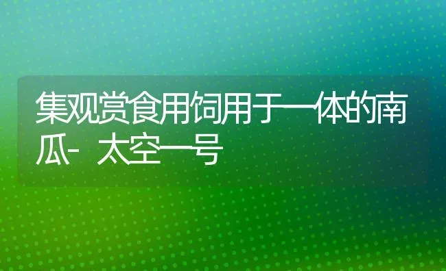 集观赏食用饲用于一体的南瓜-太空一号 | 蔬菜种植