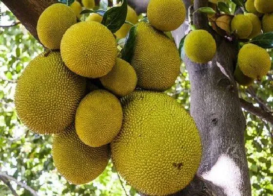 冬天植物|菠萝蜜树在北方冬天怎么过冬 北方菠萝蜜树冬天会冻死吗