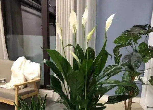 养殖方法|一帆风顺冬天怎么养护