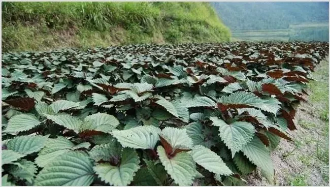 紫苏繁殖方法 | 自然知识