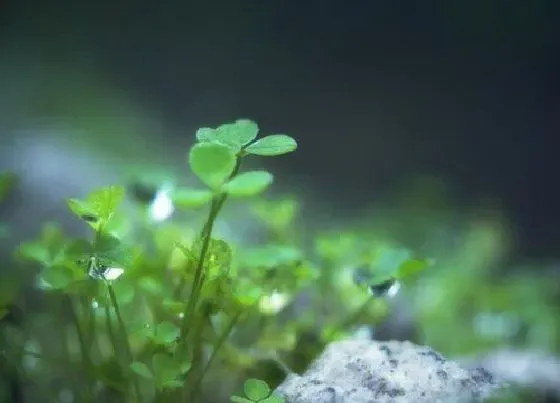 植物百科|和四叶草很像的草