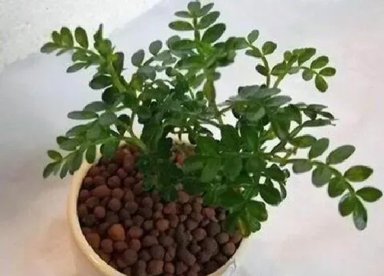 掉叶子|清香木掉叶子怎么办