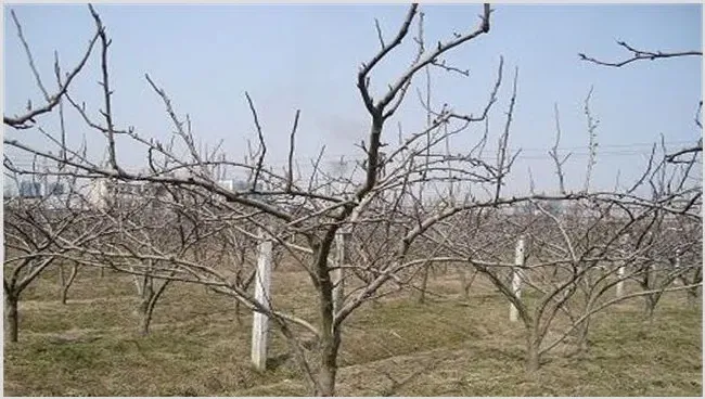 梨树冬季怎么管理 | 种植技术