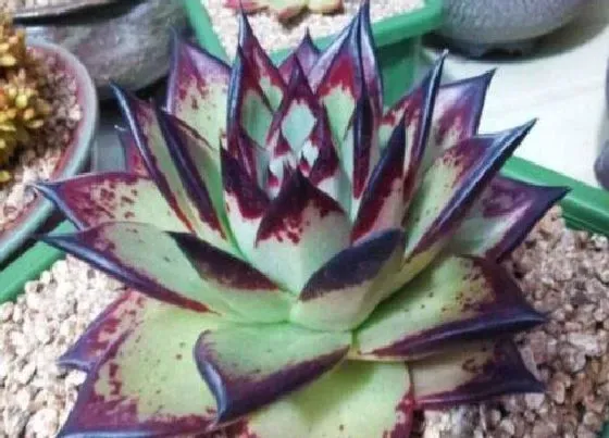 植物施肥|多肉喜肥吗 喜欢施什么肥料