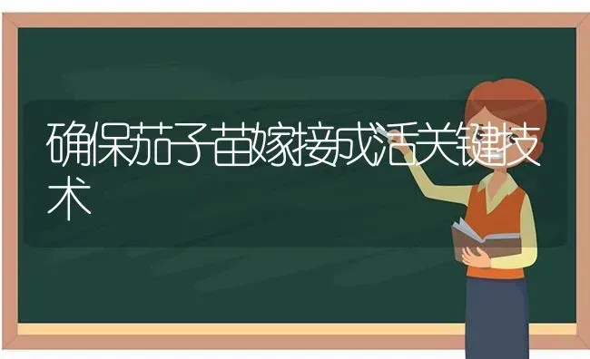 确保茄子苗嫁接成活关键技术 | 蔬菜种植