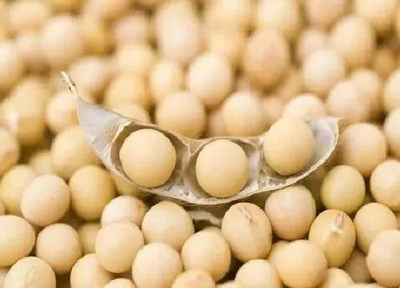种子|黑农84大豆品种简介（黑农84种植密度及栽培技术）