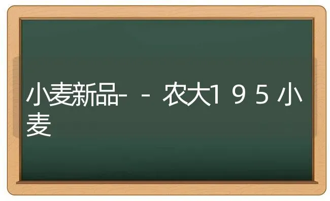 小麦新品--农大195小麦 | 粮油作物种植