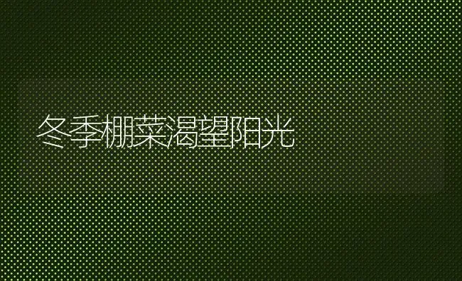 冬季棚菜渴望阳光 | 蔬菜种植