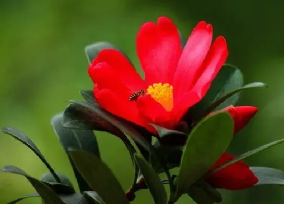 花语|不同的颜色杜鹃花花语