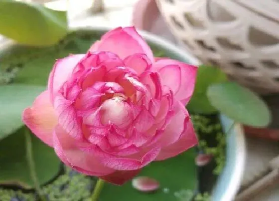 种植土壤|碗莲可以用沙子种吗