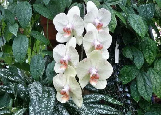 植物寓意|蝴蝶兰代表什么象征意义